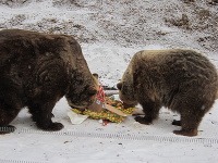 Takto sa kŕmili dospelé medvede sviatočným menu