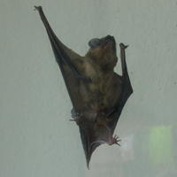 Jeden z netopierov sa snažil vyslobodiť a pomaly sa dostával k otvoru.