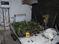 V skleníku rodinného domu pestoval a potom predával marihuanu