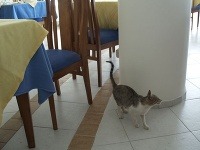 Mačky sú všade. Nerušene sa promenádujú aj v jedálni.