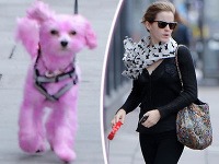Emma Watson venčila ružového psa.