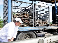Tretina kureniec v kamióne uhorela