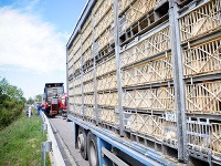 Kamión dostal defekt a následne začal horieť náves aj s kurencami.