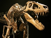 Kostra legendárneho Tyrannosaura Rexa Kostra legendárneho Tyrannosaura Rexa