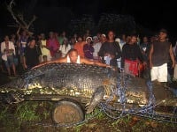 Slanovodný krokodíl, ktorého pomenovali Lolong, je 6,17 metra dlhý a váži vyše tony