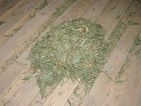 V podkroví ukrýval desiatky rastlín marihuany.