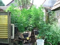 Z dvora si mladík spravil marihuanovú záhradku