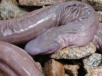 Pri pohľade na živočícha rozhodne ľudská predstavivosť poriadne zapracuje. Pri pohľade na živočícha rozhodne ľudská predstavivosť poriadne zapracuje.