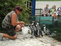 V košickej zoo sa vyliahli dva tučniaky !