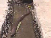 Dážďovka nie je vzhľadovo veľmi príťažlivá Dážďovka nie je vzhľadovo veľmi príťažlivá