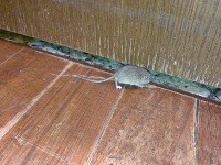 Táto myš sa zatúlala návštevníkov stánkov rýchleho občerstvenia v bratislavskom Auparku
