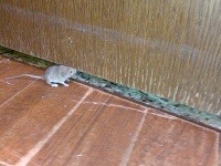 Táto myš sa zatúlala návštevníkov stánkov rýchleho občerstvenia v bratislavskom Auparku