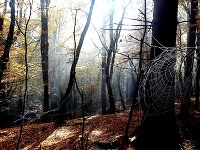 foto: Daniel Brezničan, Ráno v lese nad Púchovom