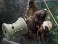 Orangutan z Clevelandskej zoo drží v ruke kus ľadu, ktorý obsahuje zamrznuté ovocie a zeleninu