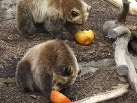 Trojica medveďov grizzly si pochutnáva si v Clevelandskej zoo pochutnáva na tekviciach
