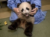 Mláďatká pandy sú obzvlášť rozkošné