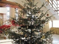 Minuloročný vianočný stromček sa do vestibulu parlamentu takmer nezmestil.