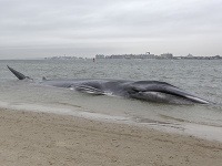 Vychudnutá veľryba uviaznutá na pláži v New Yorku