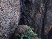 Slony v berlínskej zoo si pochutnali na vianočných stromčekoch