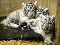 Mláďatá bieleho tigra (Panthera tigris) po veterinárnej prehliadke a kontrole čipu v bratislavskej ZOO.