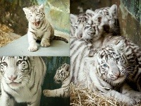 Mláďatá bieleho tigra (Panthera tigris) po veterinárnej prehliadke a kontrole čipu v bratislavskej ZOO.