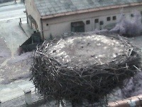 Na Slovensku malo vlani hniezda viac ako tisíc párov bocianov