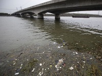 Z rieky vylovili 2200 uhynutých prasiat