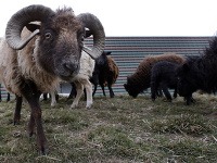 Trávniky v Paríži začali spásať ovce