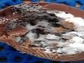 Znechutená zákazníčka: Kúpila vajíčko plné hmyzu!