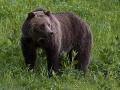 Medveď dohrýzol Dušana: Zranený sa túla Tatrami, hrozí ešte zúrivejší útok!