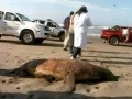 Pobrežie smrti: Kilometre pláží pravidelne pokrývajú stovky mŕtvol!