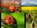 FOTOREPORTÁŽ Farebná jar ovládla celé Slovensko: Pozrite sa na to!