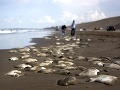 Na mexickom pobreží našli 250 mŕtvych rají: Môže za to ropná spoločnosť?!