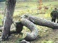 FOTO súložiacich stromov: Takto ste prírodu ešte nevideli!