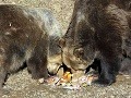 Medveďom sa v košickej zoo darí: Maťa a Kubo oslavujú 25. výročie