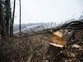 Pohľad na les na bratislavskej Kolibe, kde došlo k nelegálnemu výrubu stromov začiatkom decembra