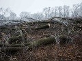 Pohľad na les na bratislavskej Kolibe, kde došlo k nelegálnemu výrubu stromov začiatkom decembra