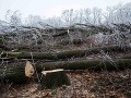 Pohľad na les na bratislavskej Kolibe, kde došlo k nelegálnemu výrubu stromov začiatkom decembra