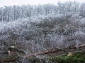 Pohľad na les na bratislavskej Kolibe, kde došlo k nelegálnemu výrubu stromov začiatkom decembra