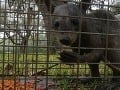 Manželia z Texasu tvrdia: Zajali sme mláďa krvilačnej čupakabry!