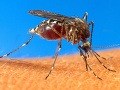 Komár prenášajúci horúčku dengue