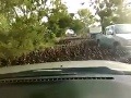 Vodič natočil VIDEO ako z hororu: Začala sa invázia kačiek!