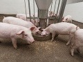 Africký MOR sa po Trebišove blíži k ďalšiemu okresu: Prenáša sa veľmi rýchlo a rôznymi spôsobmi