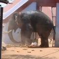 Stádo slonov rozdupalo muža oberajúceho ovocie