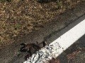 Naši cestári sa prekonali: FOTO nechutnosti, striekajú cez mŕtvoly, doslova!