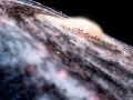 Mliečna dráha odhalila svoje najmladšie deti: Nový objav hovorí o budúcnosti našej galaxie