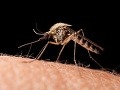 Predčasná radosť z komárov? Odborník varuje, útok ešte len príde: Zmena oproti minulosti!