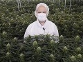Môže pomôcť marihuana v Môže pomôcť marihuana v