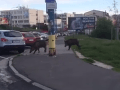 Ďalší útok divých potvor: VIDEO Prechádzka na bratislavskom sídlisku, ľudí už majú v paži