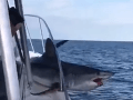 VIDEO Desivé zábery boja o život: Žralok na palube lode po sebe zanechal množstvo krvi